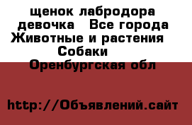 щенок лабродора девочка - Все города Животные и растения » Собаки   . Оренбургская обл.